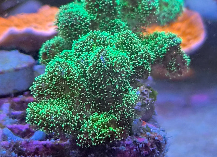 Pocillopora