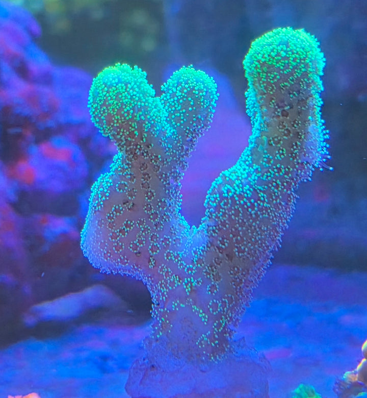 Stylophora green (Stylophora pistillata)