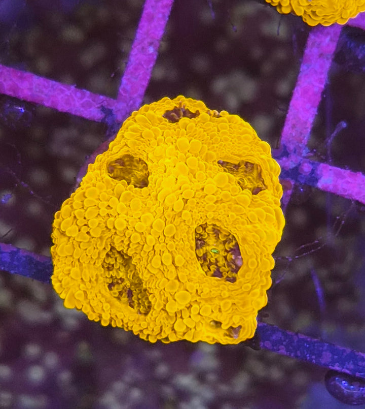 Acanthastrea echinata "Gold Rush"
