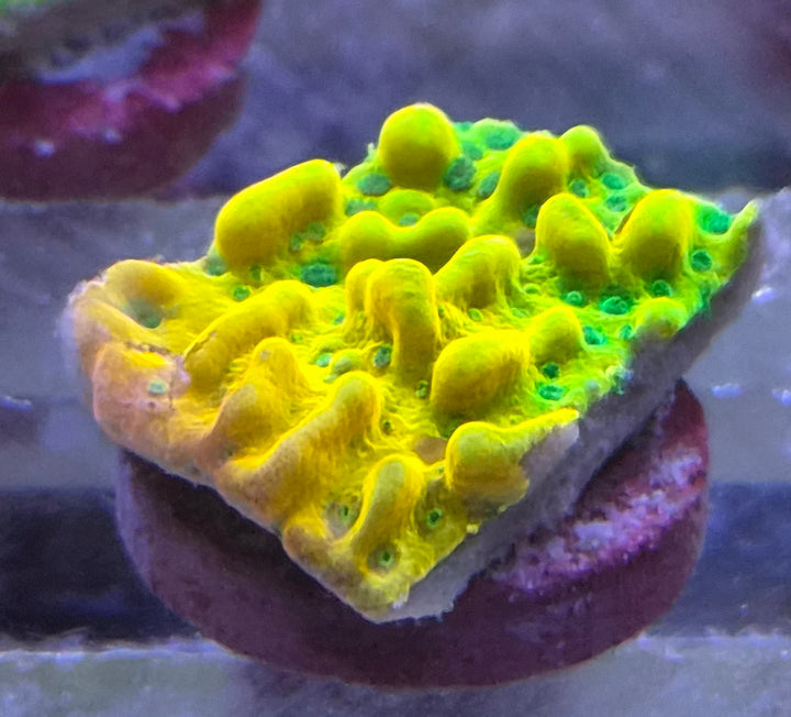 Montipora Danae Beach bum Ultra