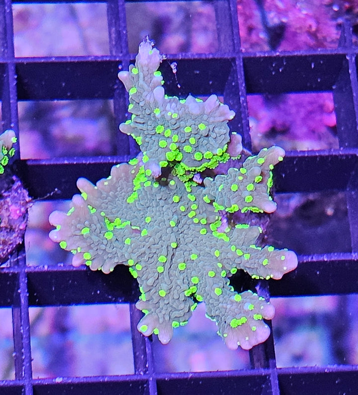 Montipora stellata