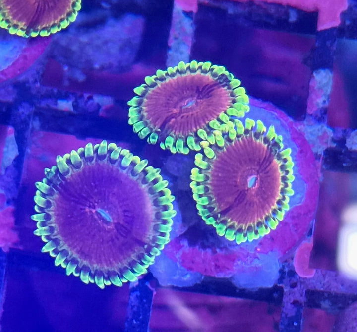 Zoanthus Pink Diamonds
