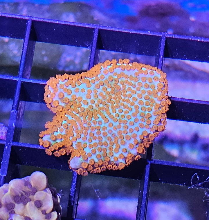 Montipora digitata Forest Fire
