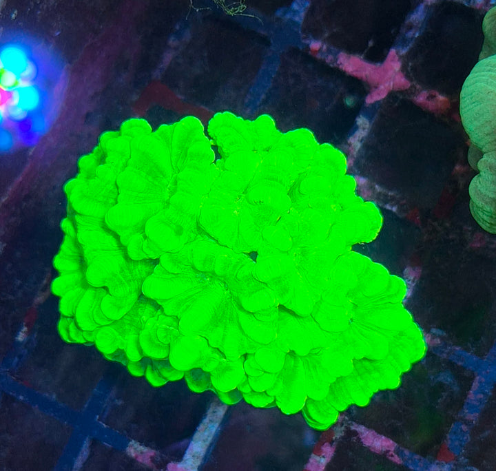Caulastrea Curvata - Candycane Coral "Toxic Green"