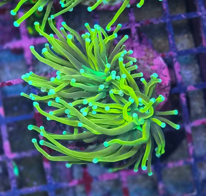 Euphyllia Glabrescens "Gold Torch"
