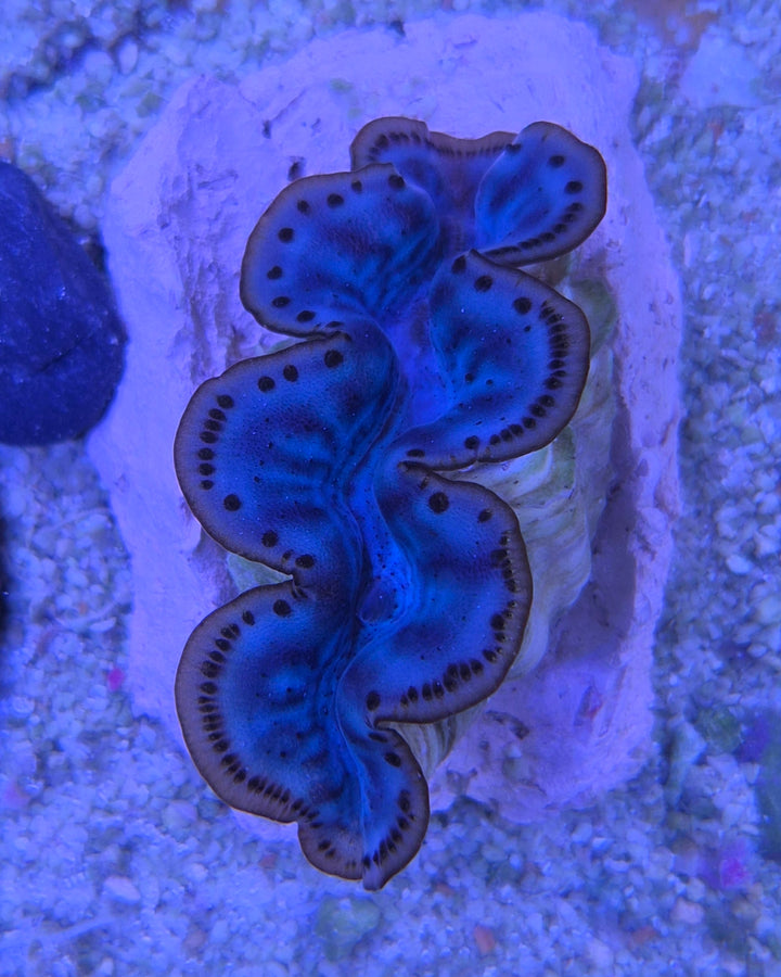 Tridacna Maxima Blue 2