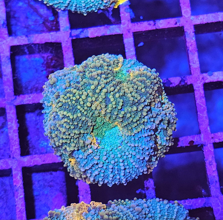 Acanthastrea echinata – Chalice Coral "Pumpkin Spice"