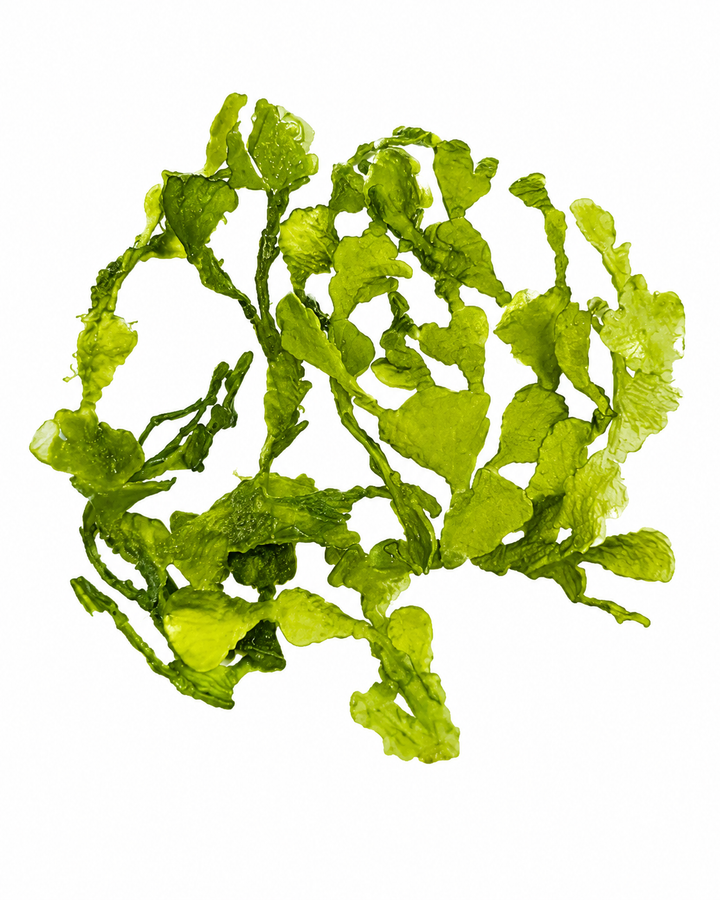 Halimeda gracilis macroalga