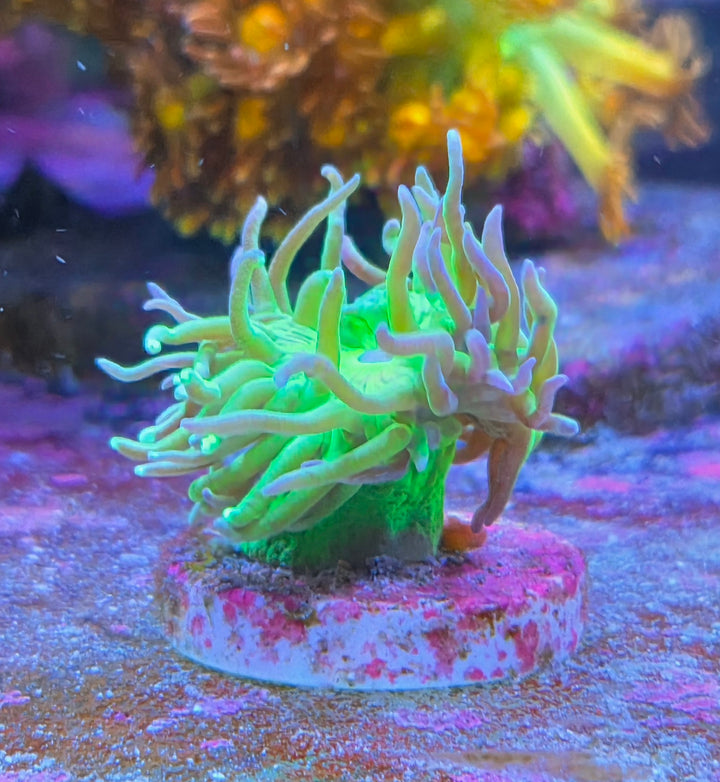 Duncanopsammia axifuga – Duncan Coral