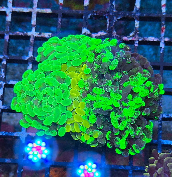 Euphyllia paraancora Garden (Coral Farm Special Selection)