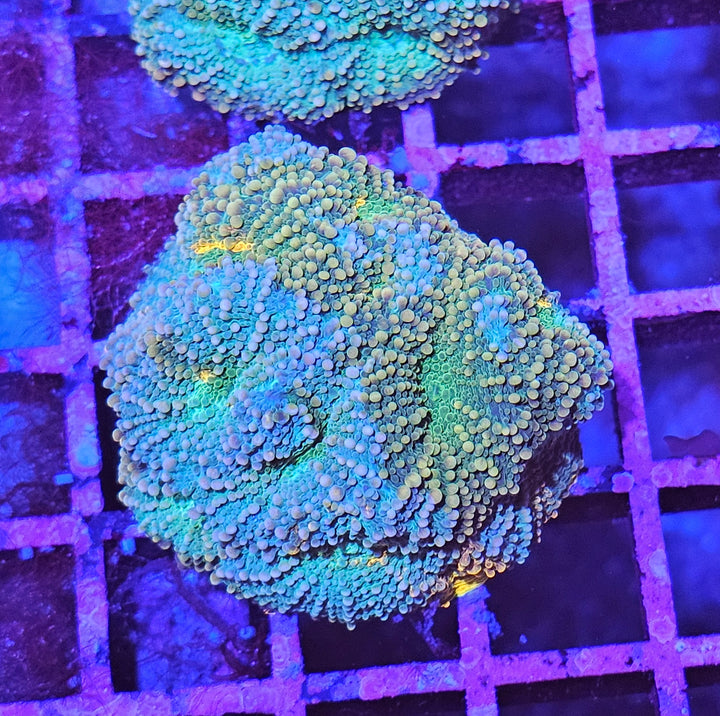 Acanthastrea echinata – Chalice Coral "Pumpkin Spice"