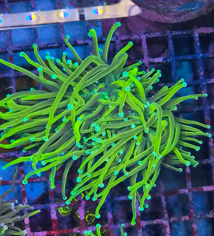 Euphyllia Glabrescens "Gold Torch"