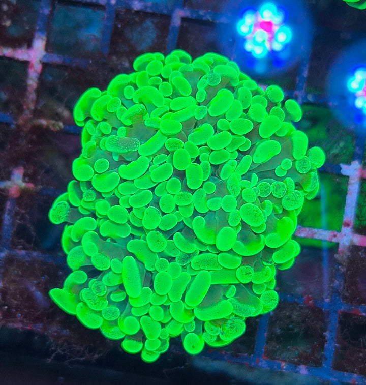 Euphyllia paraancora - Green special