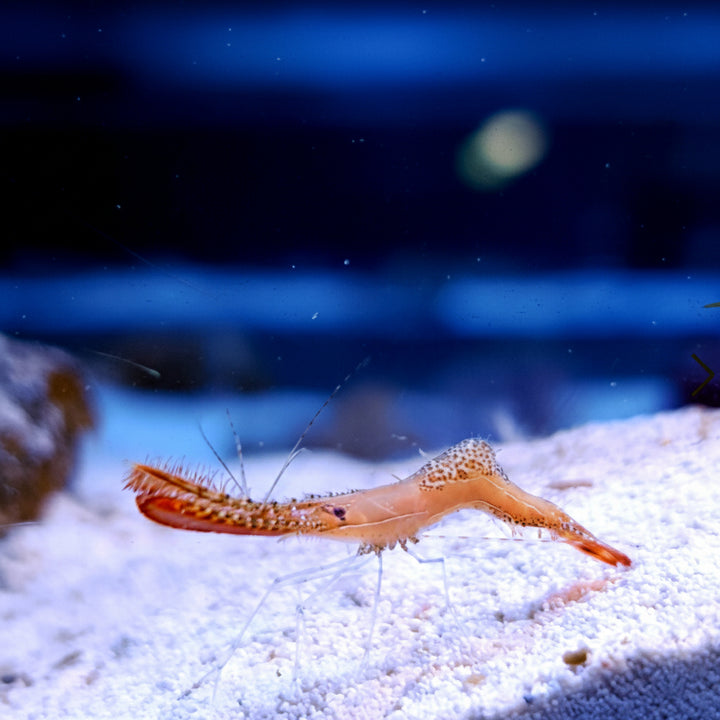 Donald Duck Shrimp (Leander plumosus)