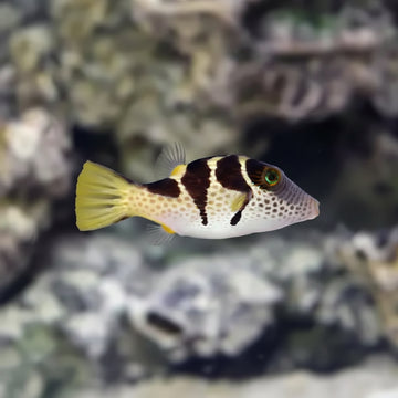 Saddle Valentini Puffer (Canthigaster valentini)