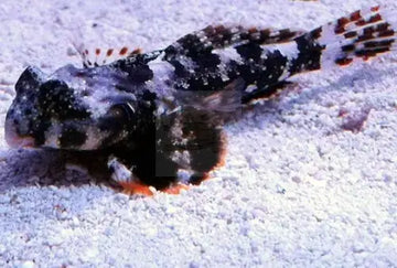 Scooter Blenny (Synchiropus ocellatus) S-M - Kala