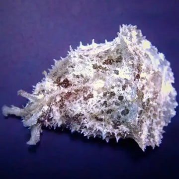 Sea Hare (Dolabella auricularia) (L-XL)