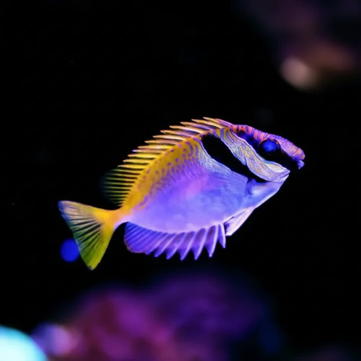 Siganus doliatus
