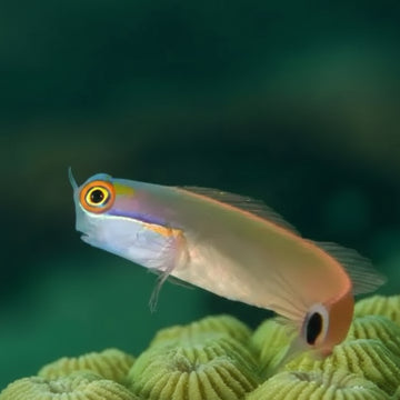 Tailspot blenny (Ecsenius stigmatura)
