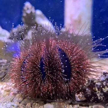 Tuxedo Urchin (red/blue) (Mespilia globulus)