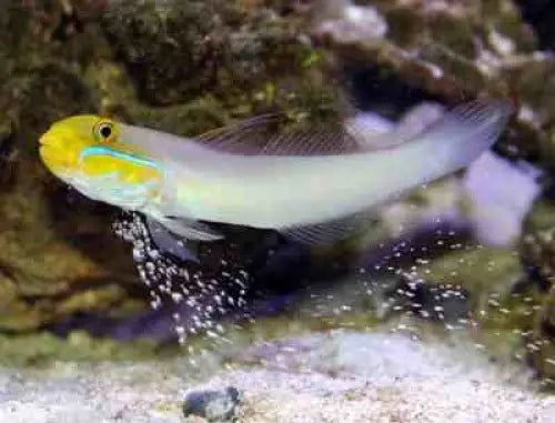 Valenciennea strigata